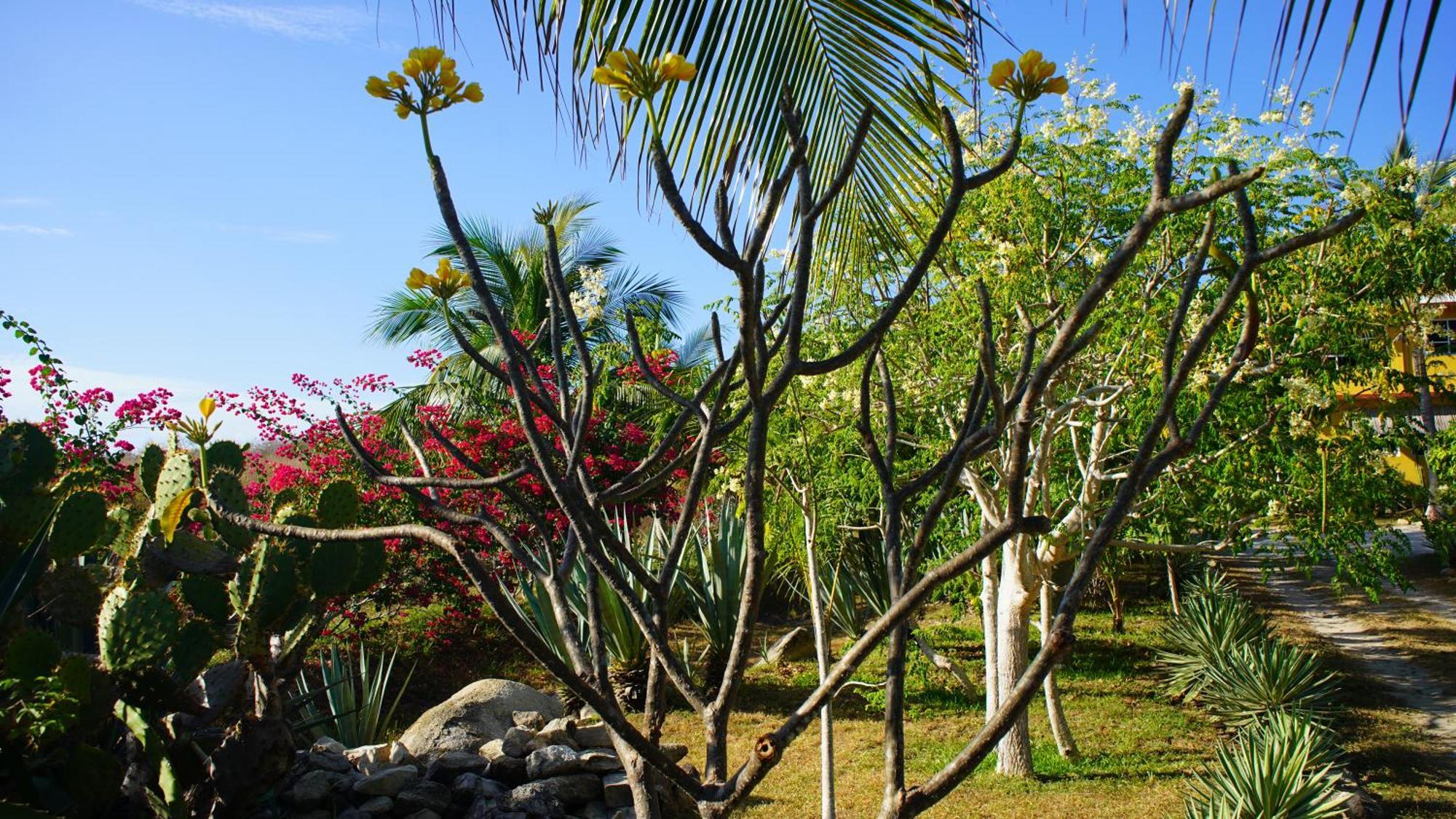 Ocean Oasis Hotel - Adult Only, Four Casitas Boutique Resort Agua Blanca Екстериор снимка